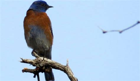 western bluebird red rock canyon